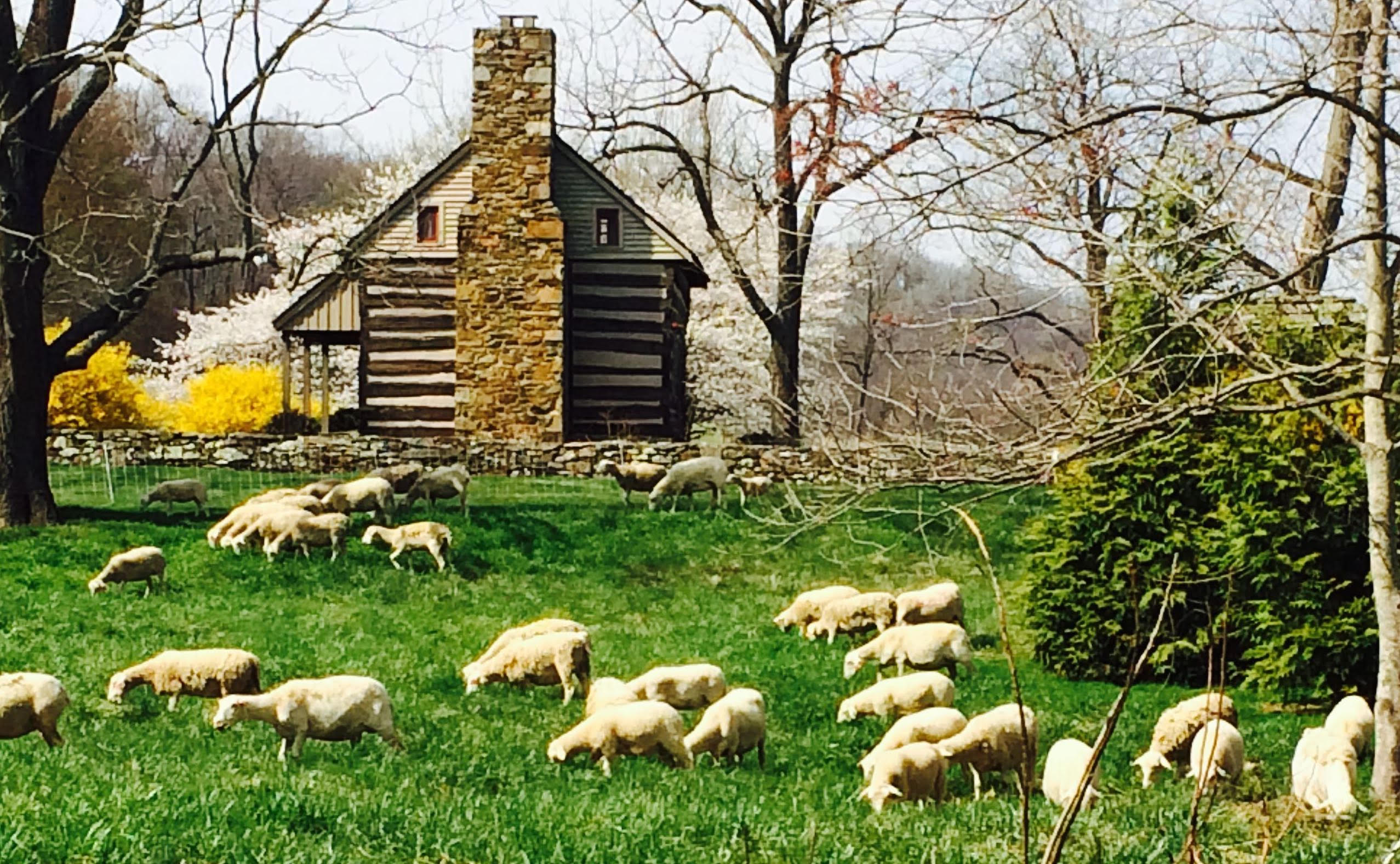 Bean Hollow Grassfed LLC